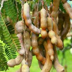 Tamarind Seeds