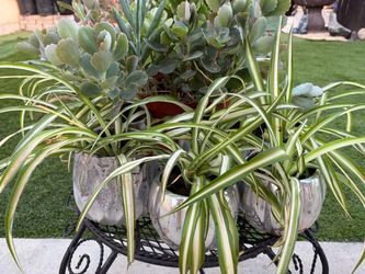Spiders 🕷️ plants 🪴 3 dollars each have 6 available