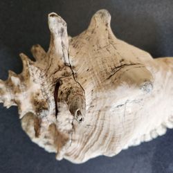 Large Conch Shell