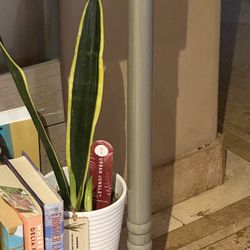 Snake Plant