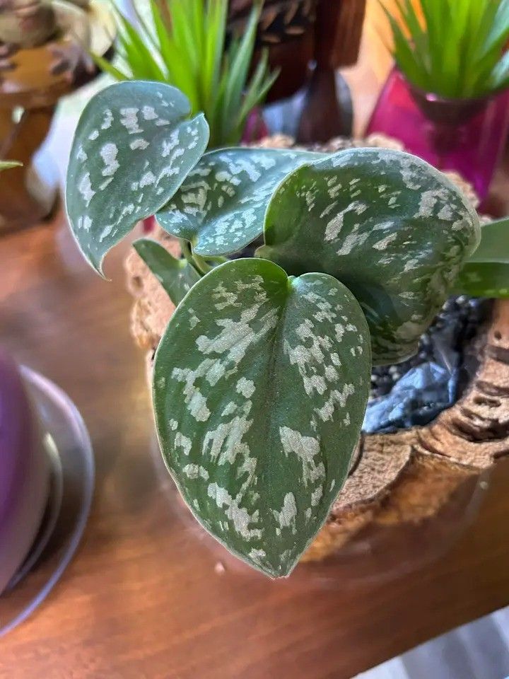 Lush Trailing Silver Satin Pothos Money Plant/ House Plant/ Indoor Plant Flower Patio Garden 