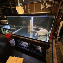 240 Gallon Fish Tank 