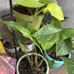 Planta
