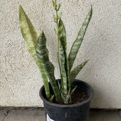 Snake Flower Plant Pot 12$