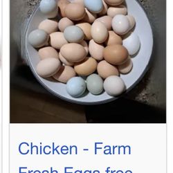 Organic Chicken Eggs 🥚 By The Dozen 