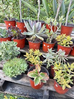 Variety of Succulents plants