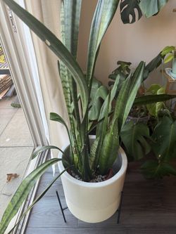 Large Snake Plant in Big Cream Planter + Stand