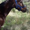 Maurilio