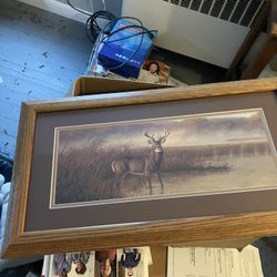 Nice Deer Pic