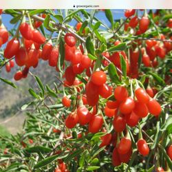 Goji Berry Plants