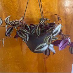 Tradescantia zebrina house plant