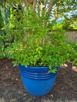 Blueberry Bush in Large Blue Planter