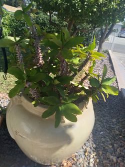 Corona De Cristo Con Maseta Pura Seramica Color Rojo Las 💐 