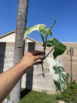 Syngonium albo Rooted Cutting Indoor Tropical Plant