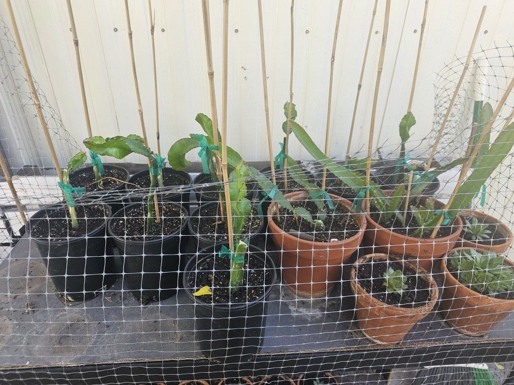Rooted Dragonfruit Cuttings