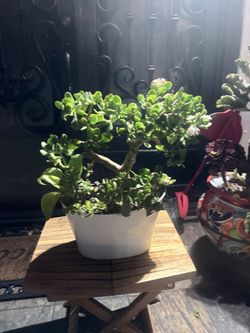 Bonsai  style jade plant arrangement
