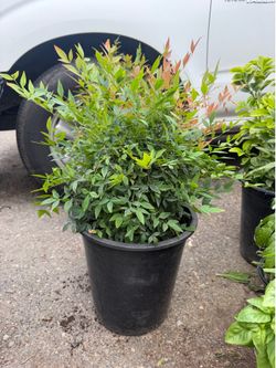 Gulfstream Nandina 5 gallón 10 each