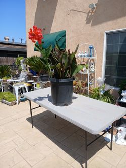 Hermosa Planta de Platanillo 