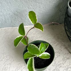 Hoya Krimson Queen Plant 