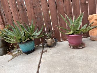 Variety Live Green Plants For Sale.