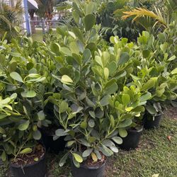 CLUSIA PLANT (makes cool hedging for walk or drive way also garden border) Full 3ft  Above Ground 