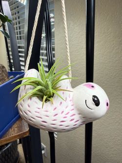 Live Air Plant Tillandsia with a Ceramic Sloth Hanging Basket (Please read full description)