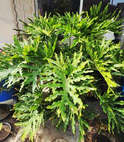 Philodendron Plant