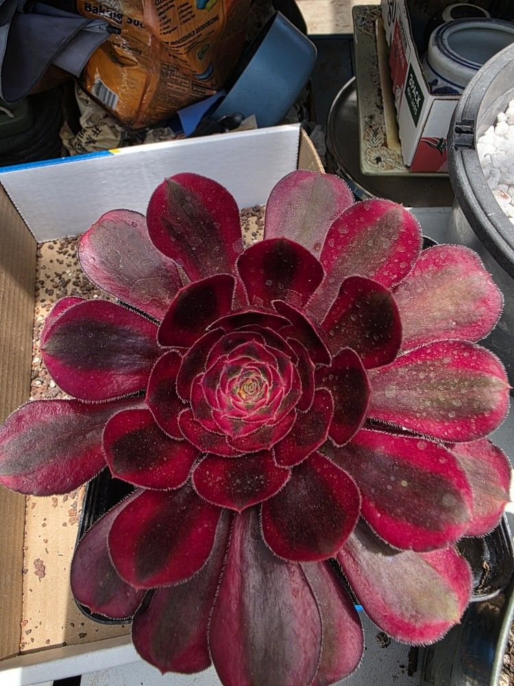 Aeonium Red Rose In 6 In Also Maple Leaves Pick Up In Upland