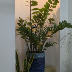 ZZ Plant With The Pot 