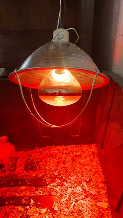 Heat Lamp