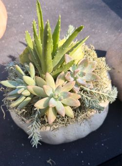 Succulent pumpkins for the holidays
