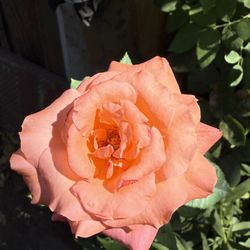 Rose Bush Plant Flower 