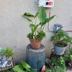 Elefant Ears Plant