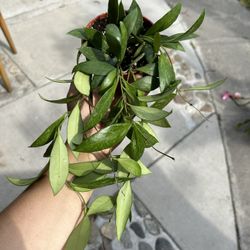 4” Hoya Memoria