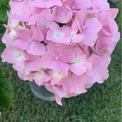 planta de Hortencia Rosa
