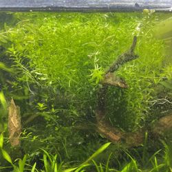 Pearlweed Aquatic Plant For Fish Tanks And Aquariums 