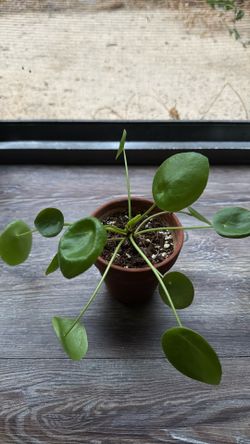 Chinese Money Plant (Pilea peperomioides)