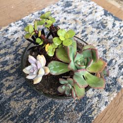 Succulents 