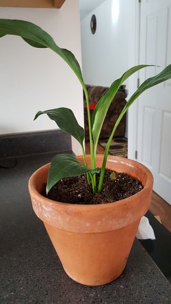 White Premium Sympathy Peace Lily - Indoor Plants House