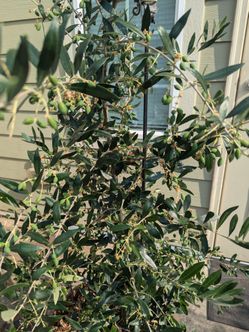 Tree Organic Olive  Price Negotiable