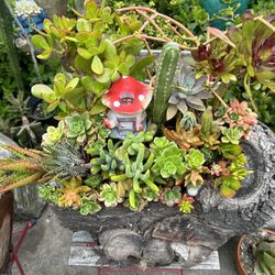 Succulents En Tronko $90 More Succulents Differents Prices