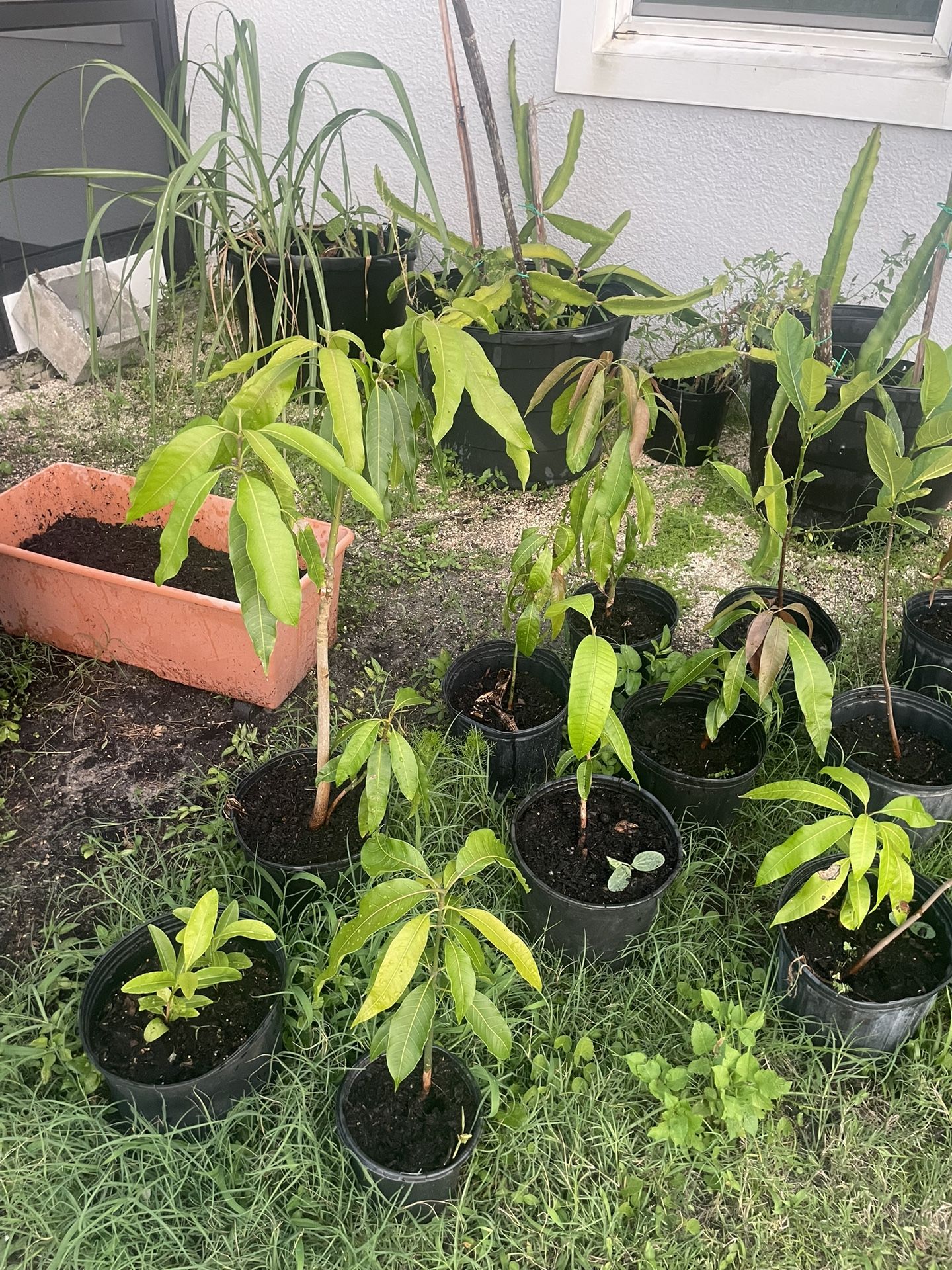 Jackfruit/mango Trees $20 Each