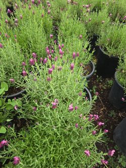 Spanish Lavender 5 gallons for sale $12!
