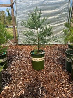 Giant Sequoia Trees