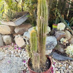 Cactus 🌵 