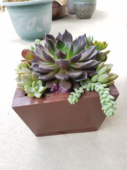 Real succulents