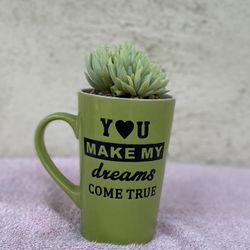 Succulents In A Coffee Mug Planter.