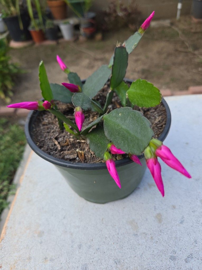 Blooming Easter Cactus