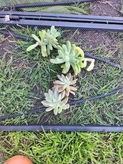 Succulent Cuttings