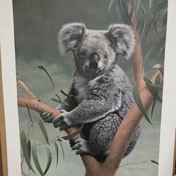 Charles Frace Signed Limited Edition Signed Print "Koala"